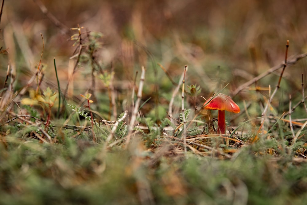 red mushroom on green grass during daytime