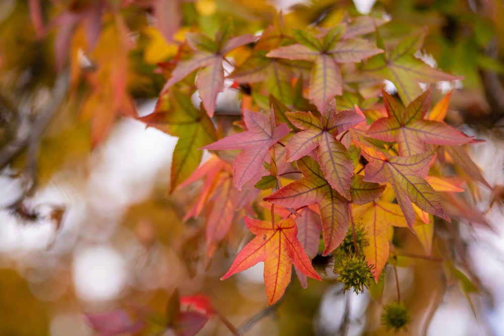 brown and green leaves during daytime