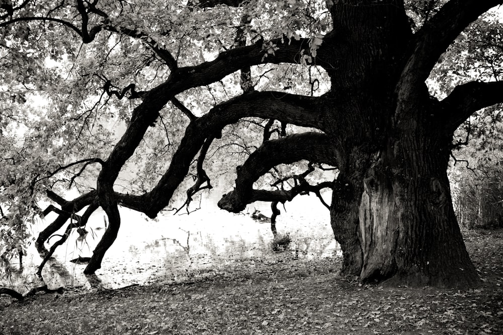 grayscale photo of tree on field