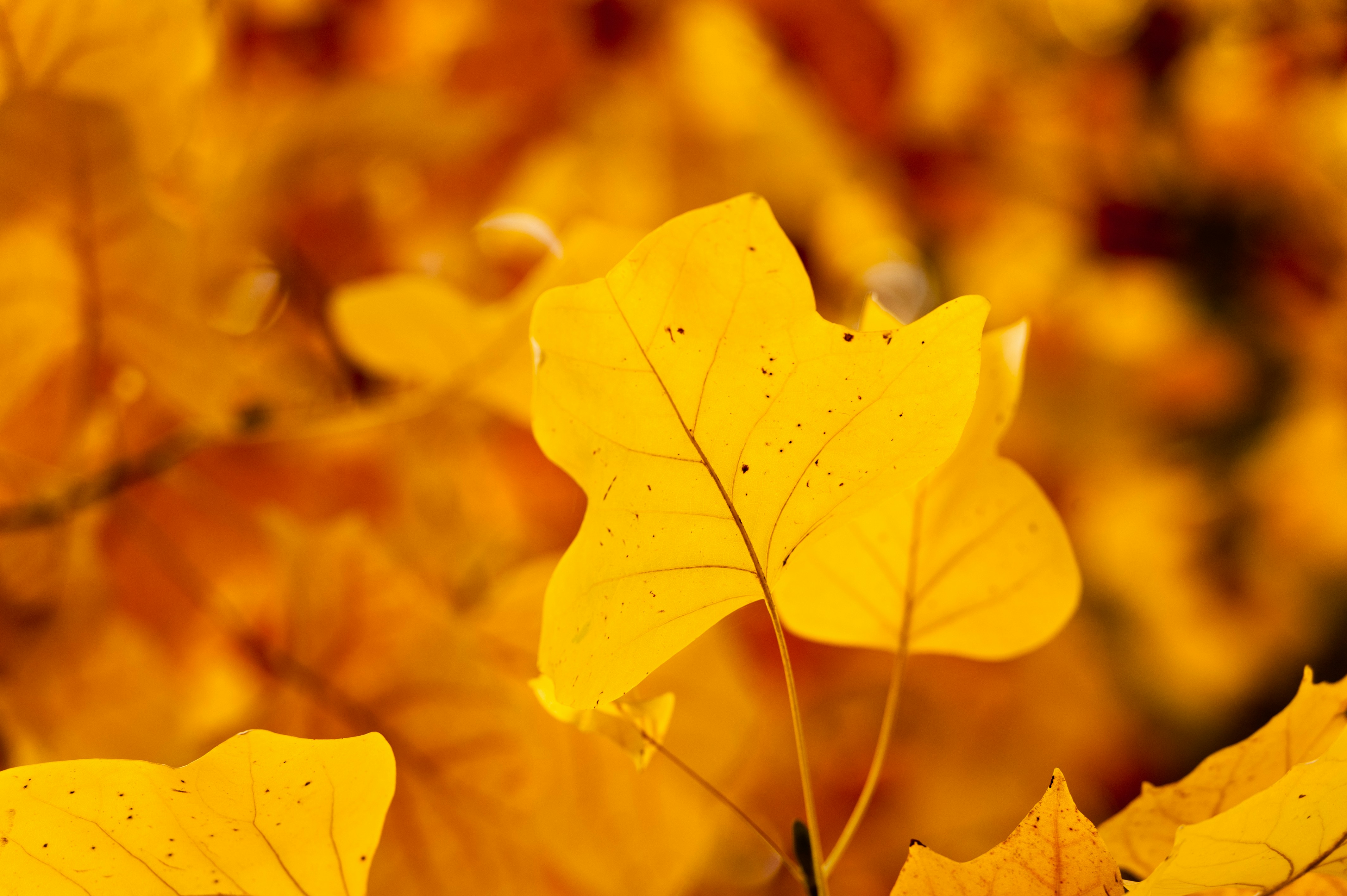 Yellow maple leaf in close up photography photo – Free Česko Image on ...