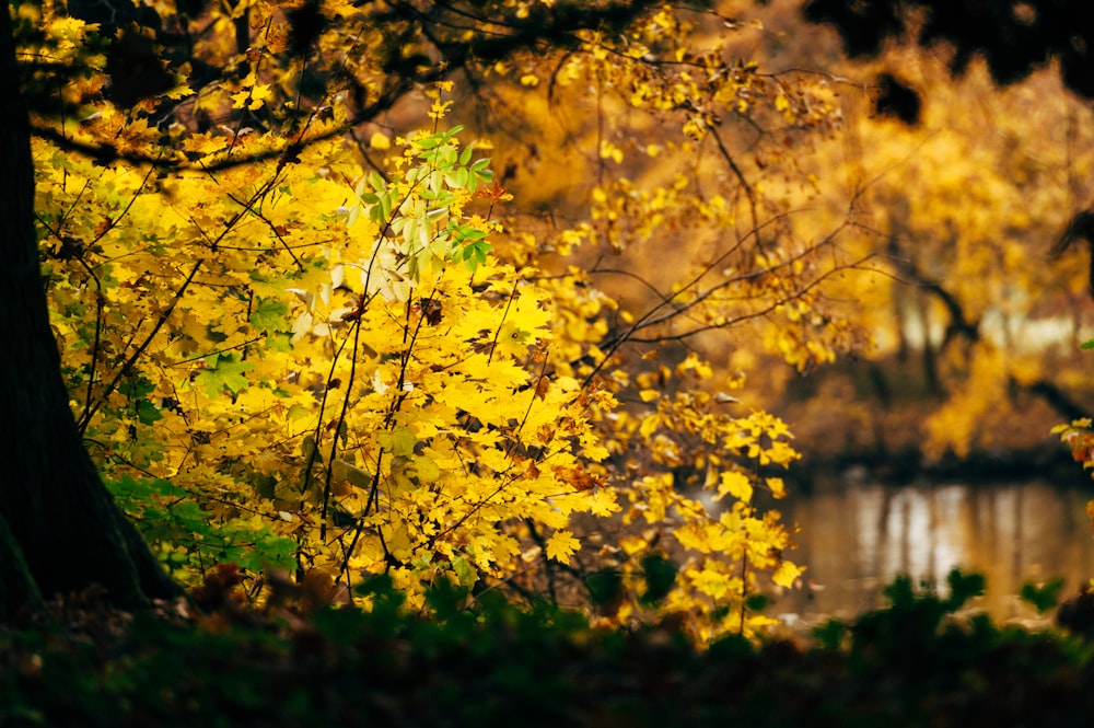 yellow leaves on tree branch