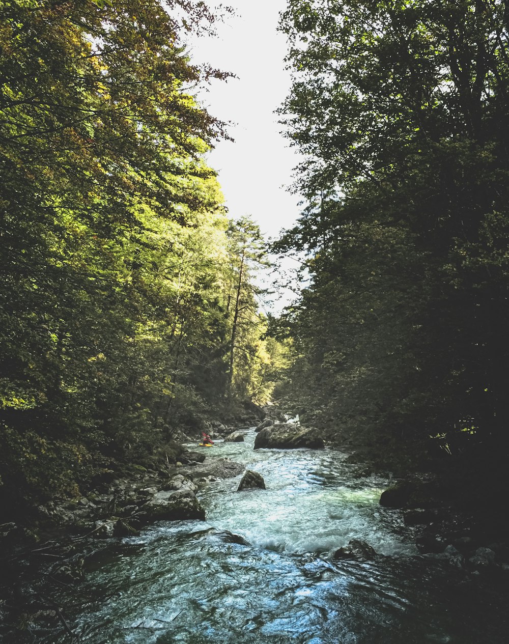 river in the middle of green trees during daytime