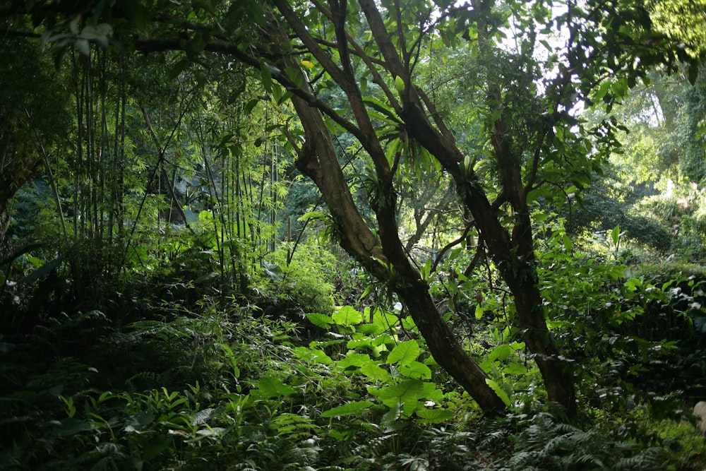 albero verde e marrone durante il giorno