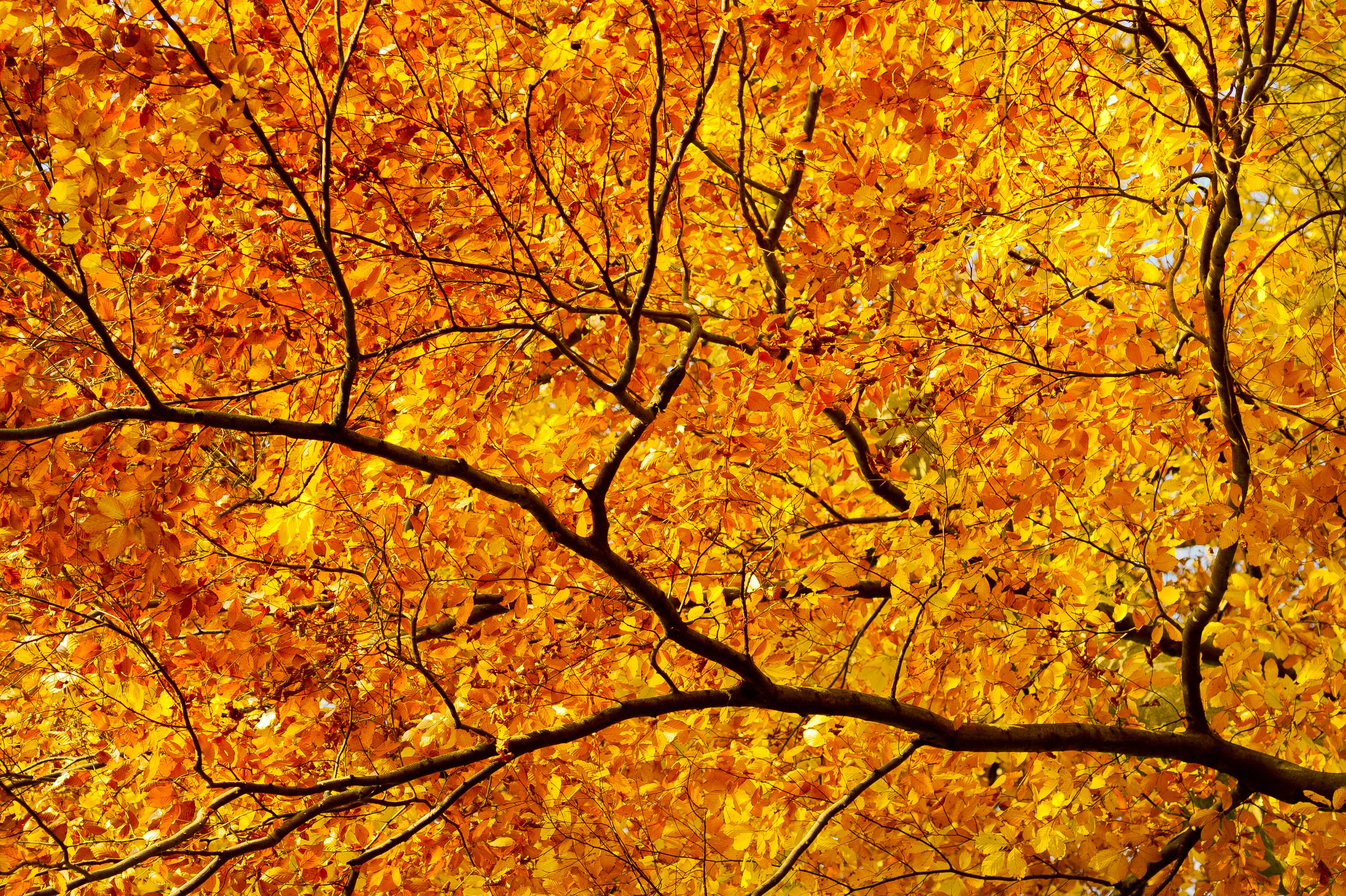 Adapt plugin review: Branching