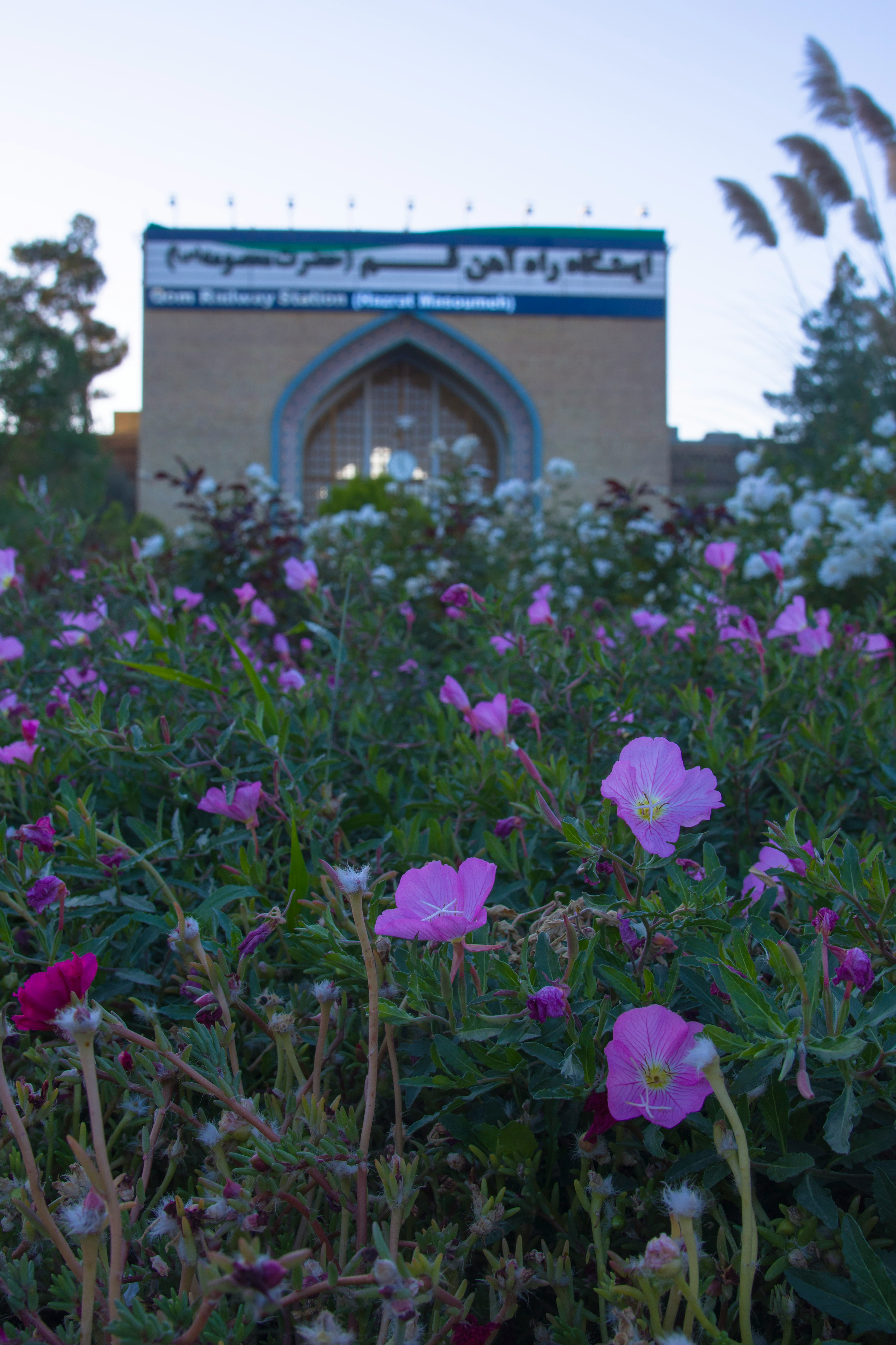 purple flowers near brown building during daytime