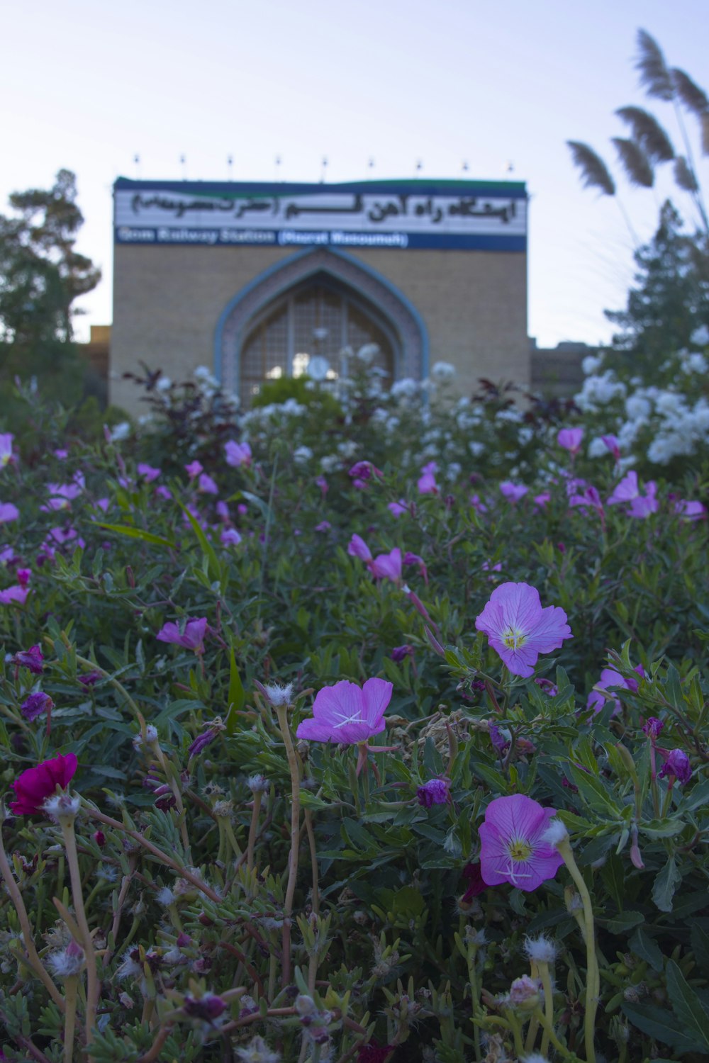 Flores moradas cerca de un edificio marrón durante el día