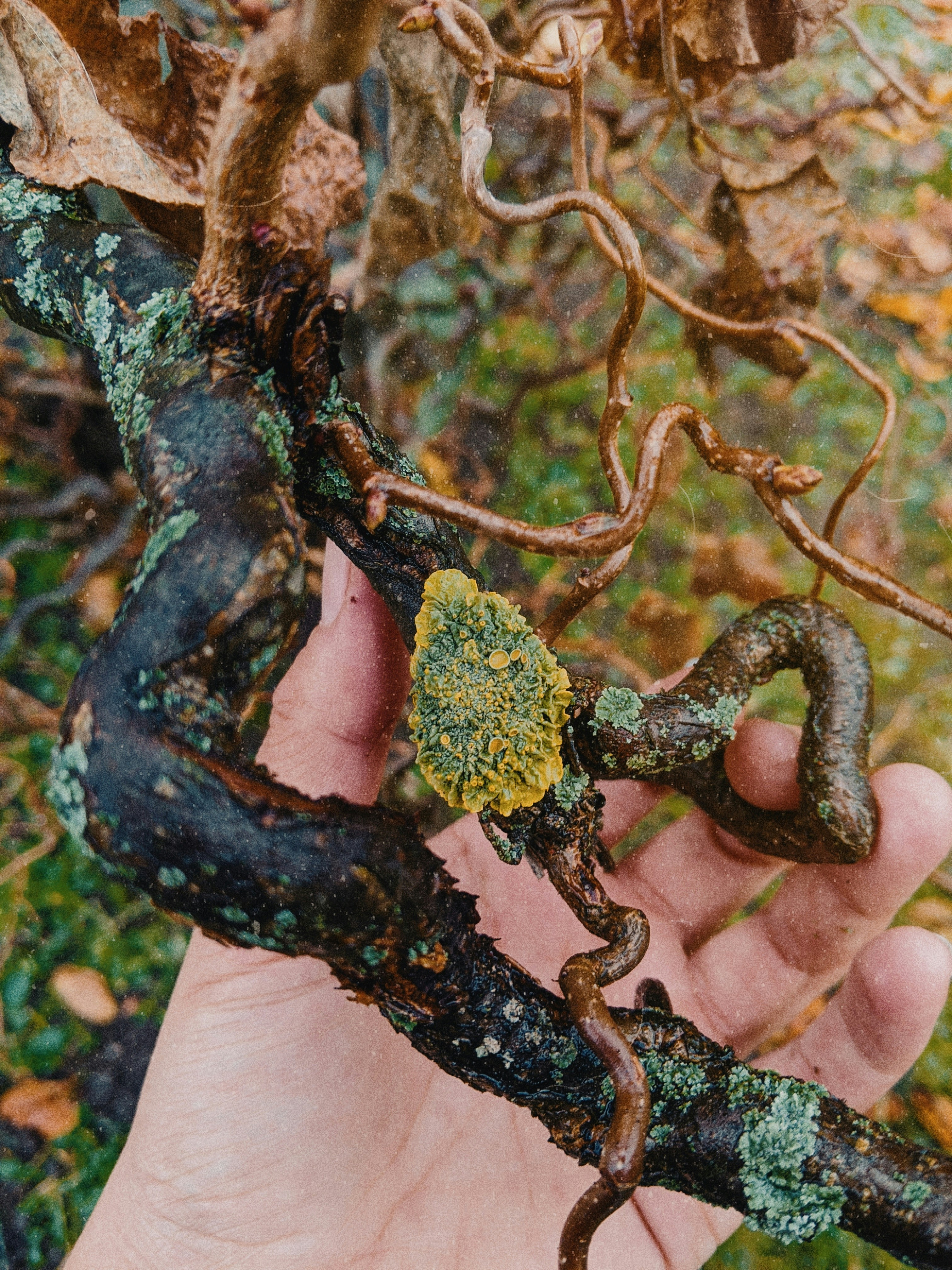Golden Tree Fungulix