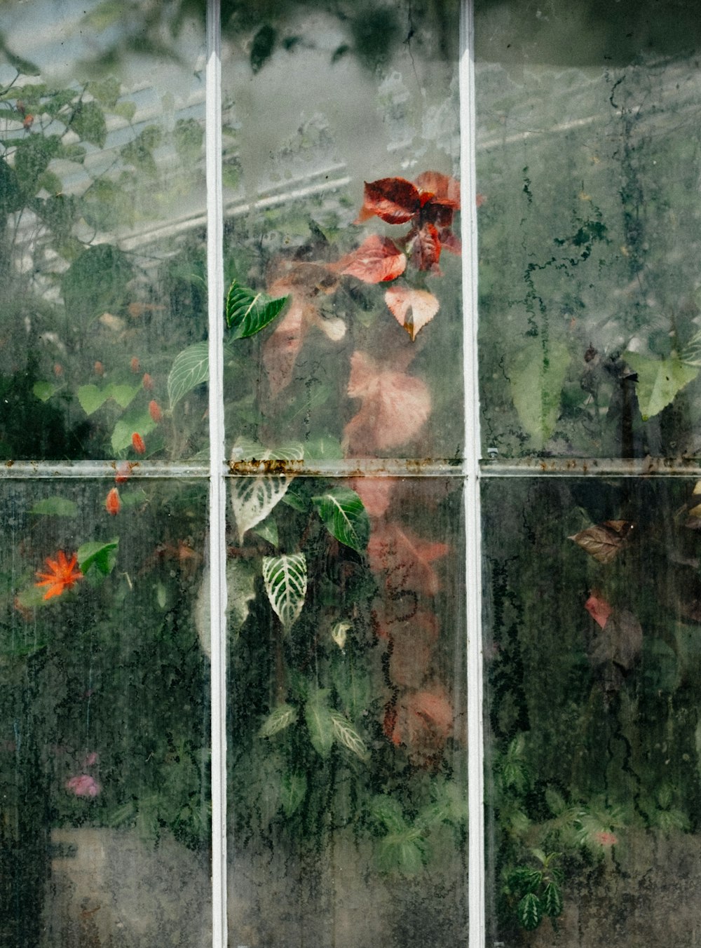 flores vermelhas na janela de vidro transparente