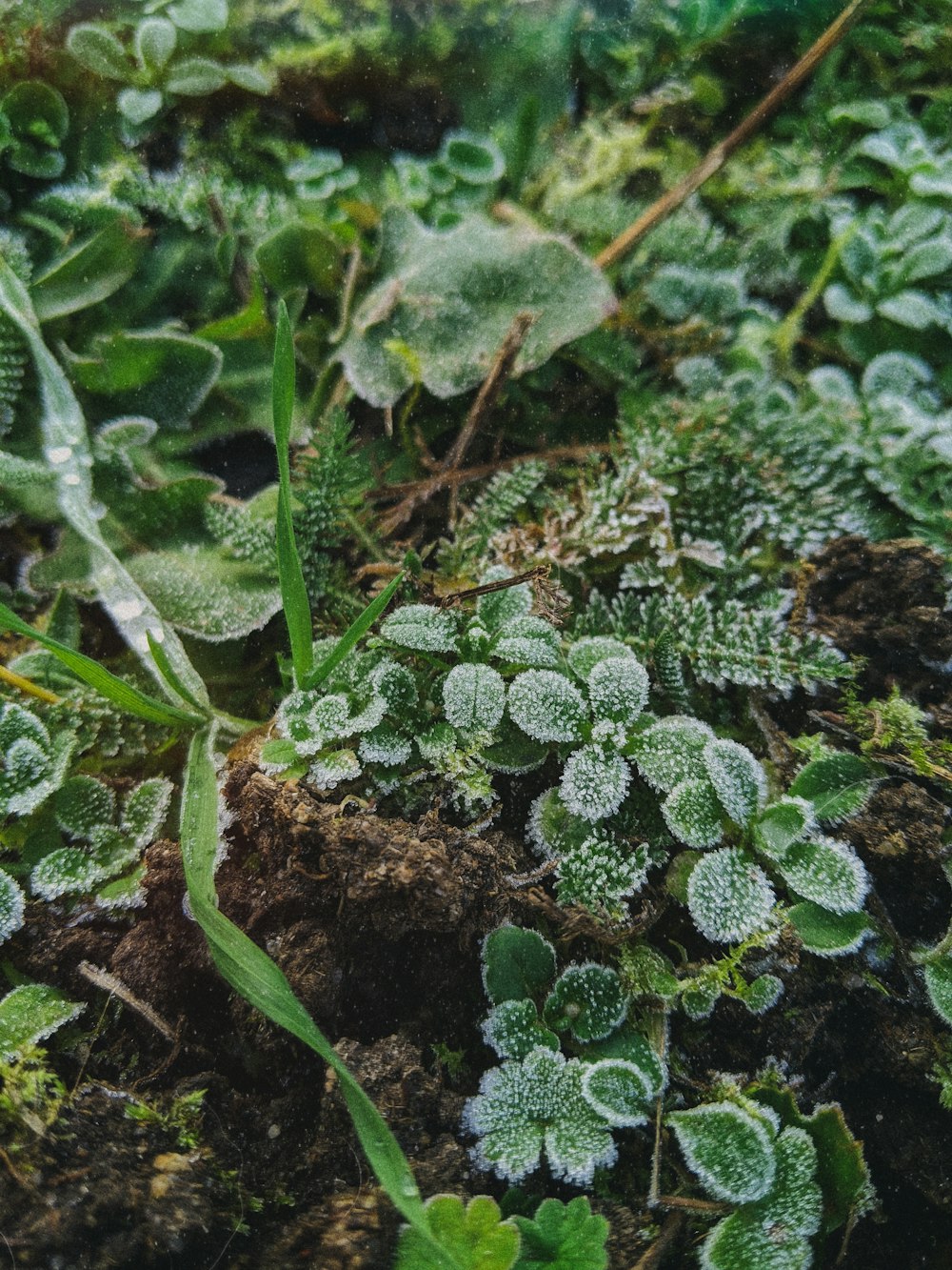 green plant with water droplets