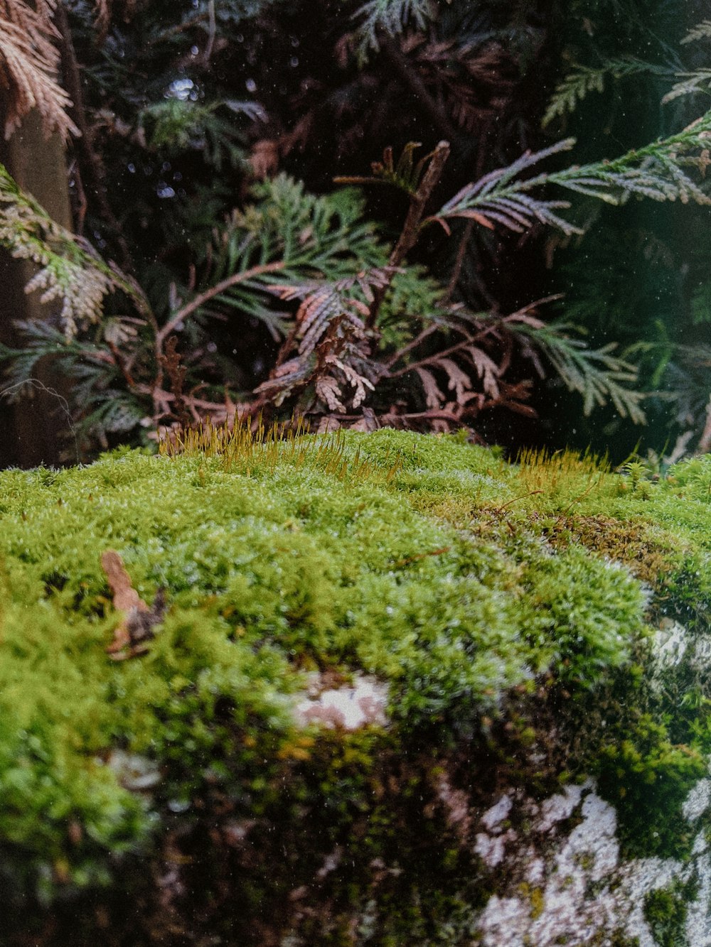 green grass and green plants