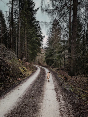 person in red jacket walking on dirt road between trees during daytime