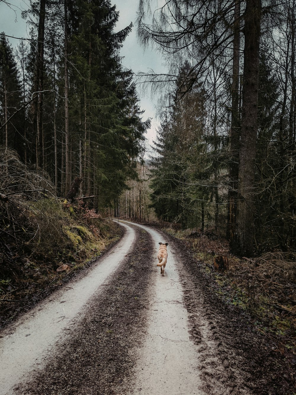 person in red jacket walking on dirt road between trees during daytime