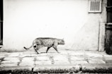 brown and white cat walking on snow covered ground