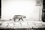brown and white cat walking on snow covered ground
