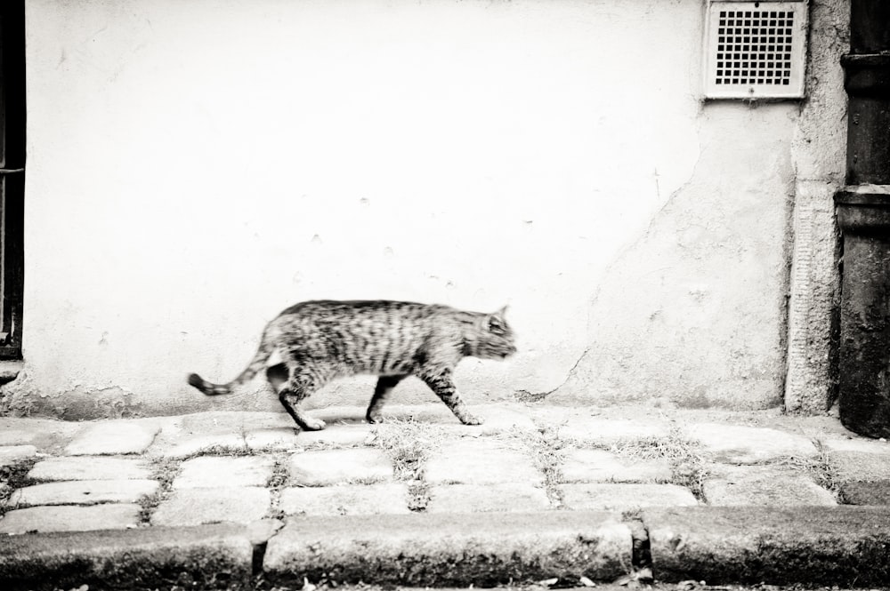 brown and white cat walking on snow covered ground