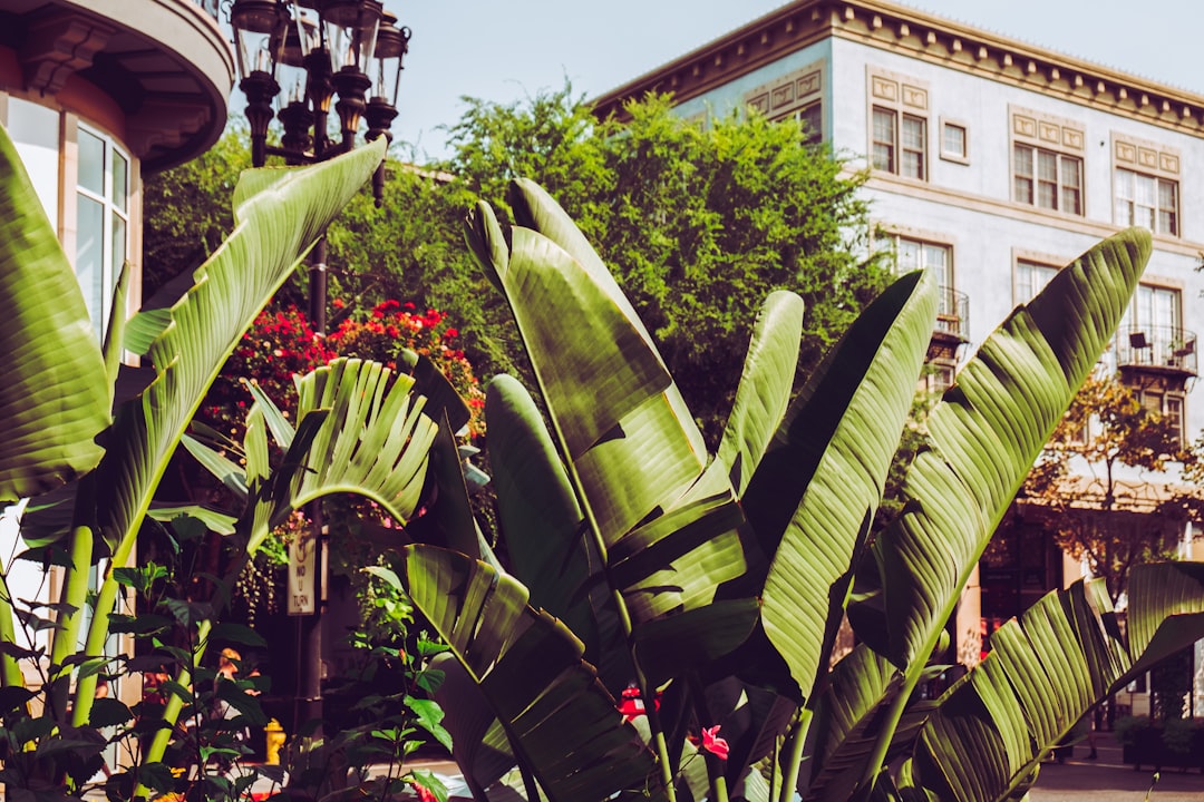 green banana tree near brown concrete building during daytime