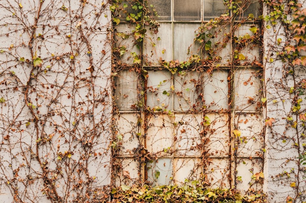 brown and green leaves on white wooden wall