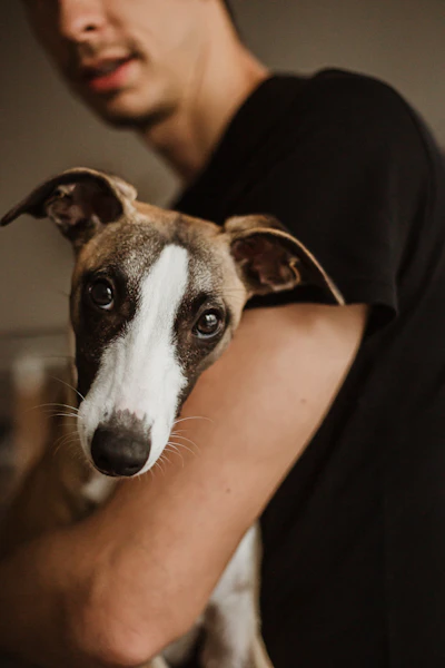 Russet, a young brindle-and-white Whippet with a white blaze, held in a man’s arms