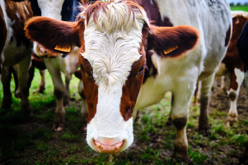 white and brown cow on green grass during daytime