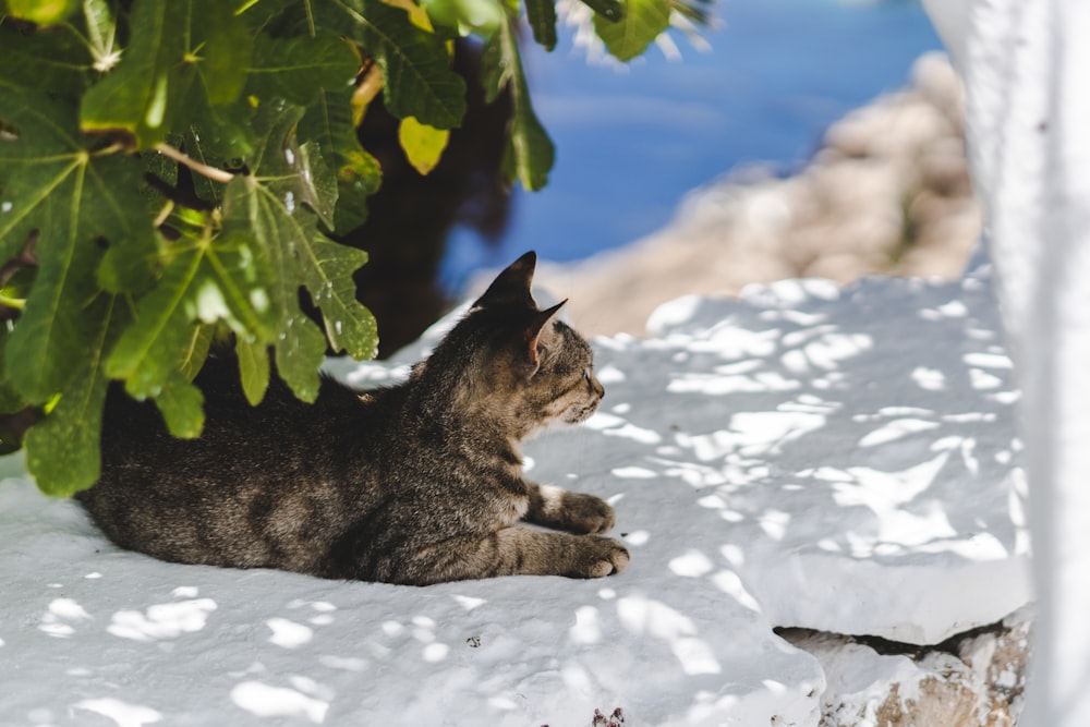 brown tabby cat on snow covered ground during daytime