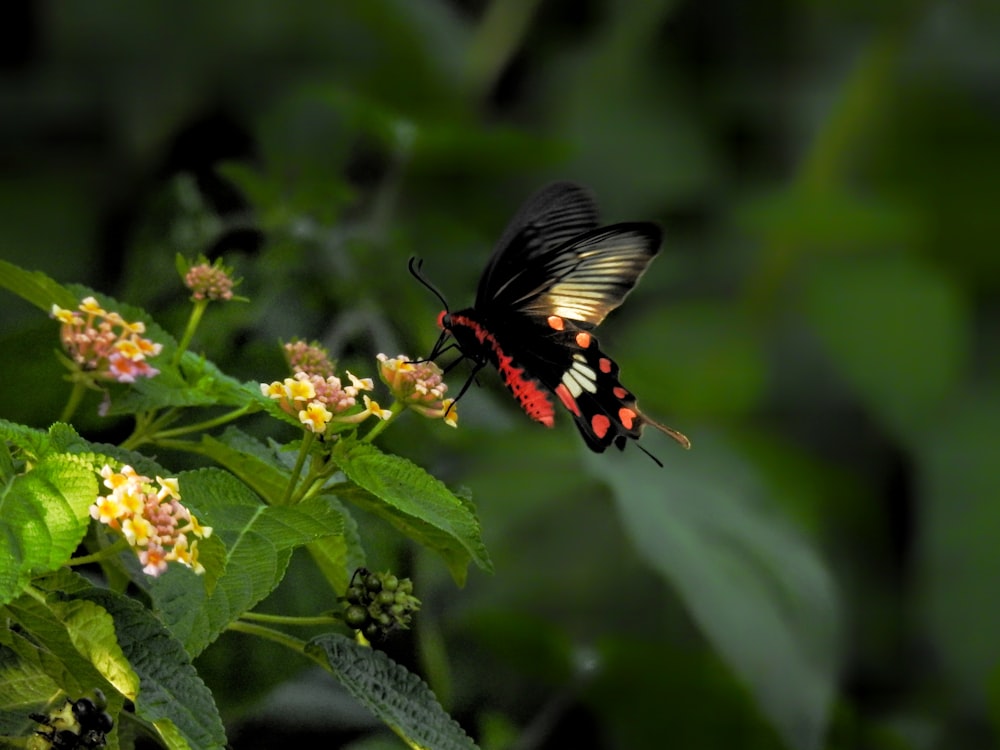Schwarzer und roter Schmetterling sitzt tagsüber auf gelber und roter Blume in Nahaufnahmen
