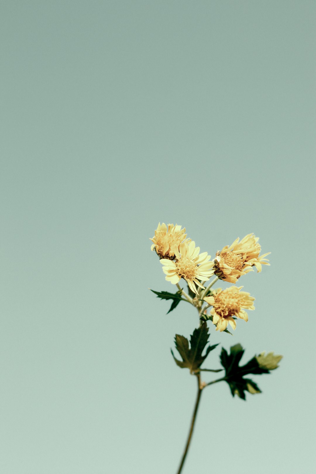 yellow flower under blue sky during daytime