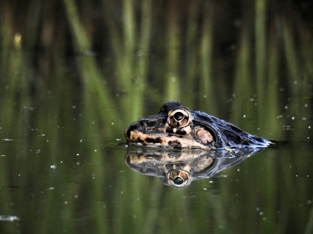 brown and black frog on green water