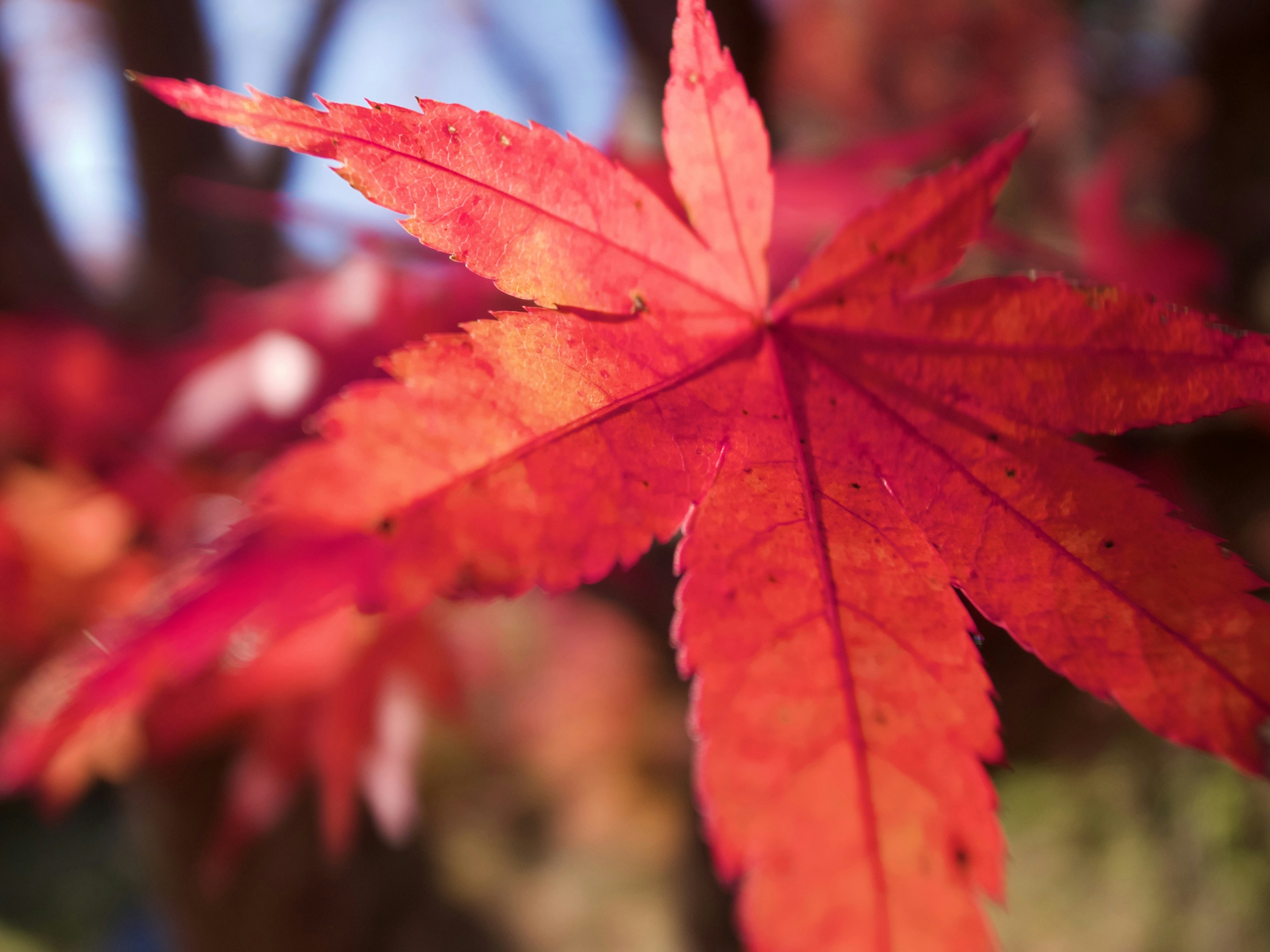 red maple leaf in close up photography