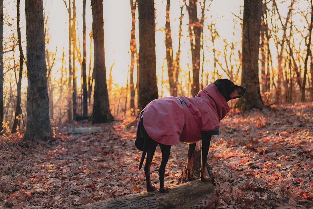 black labrador retriever in red coat standing on brown dried leaves during daytime