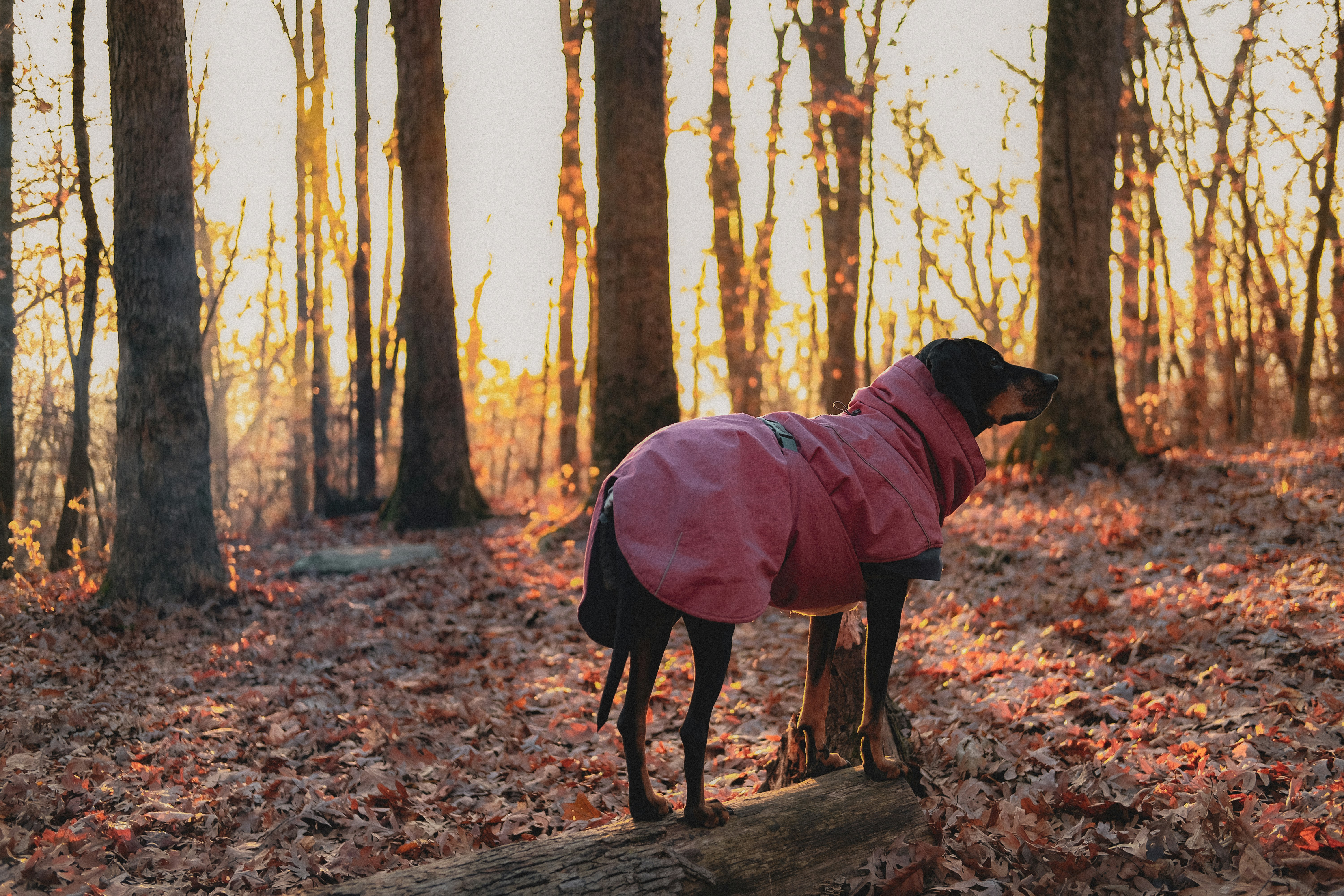 black labrador retriever in red coat standing on brown dried leaves during daytime