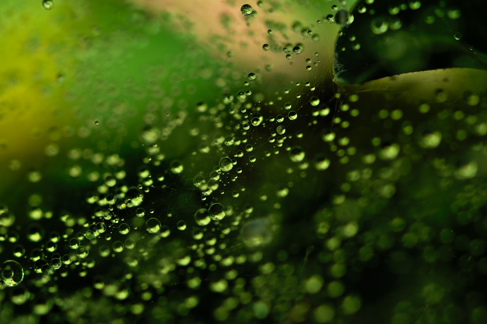 water droplets on green plant