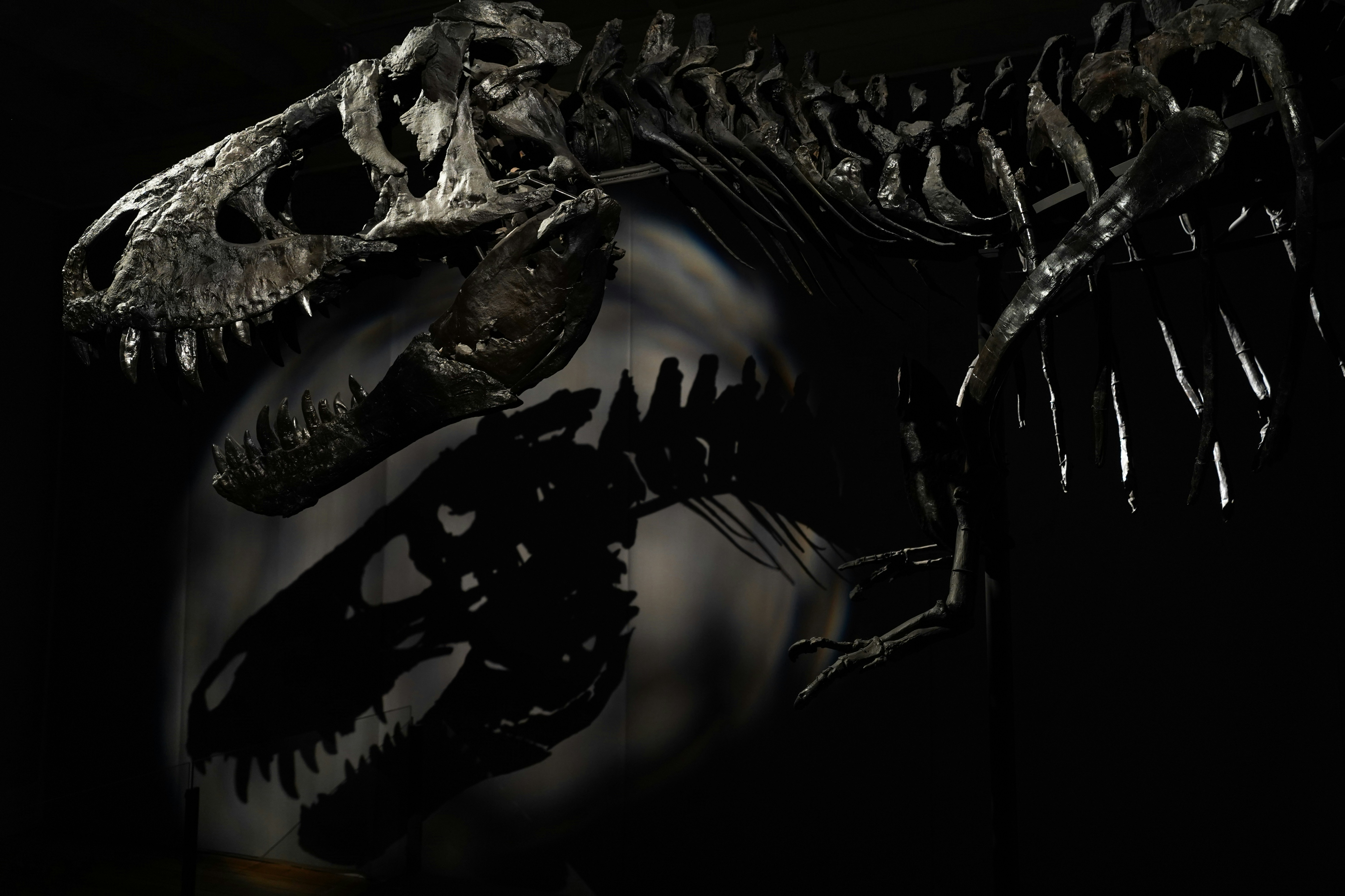 T Rex Pictures Download Free Images On Unsplash