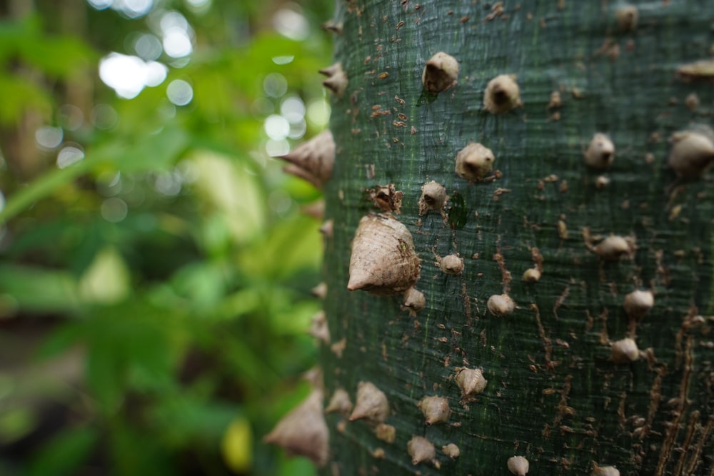 champignon brun sur arbre brun