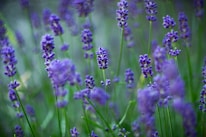 A field of vibrant lavender flowers with shades of purple and hints of green from the stems and leaves. The focus is on the delicate lavender blossoms, creating a serene and calming atmosphere.