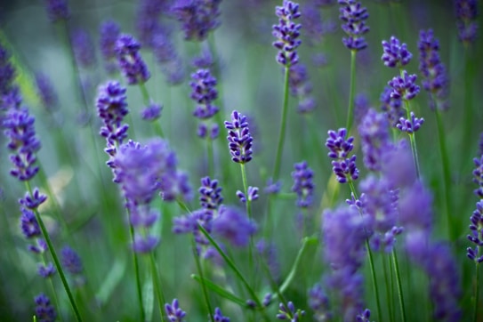 A field of vibrant lavender flowers with shades of purple and hints of green from the stems and leaves. The focus is on the delicate lavender blossoms, creating a serene and calming atmosphere.