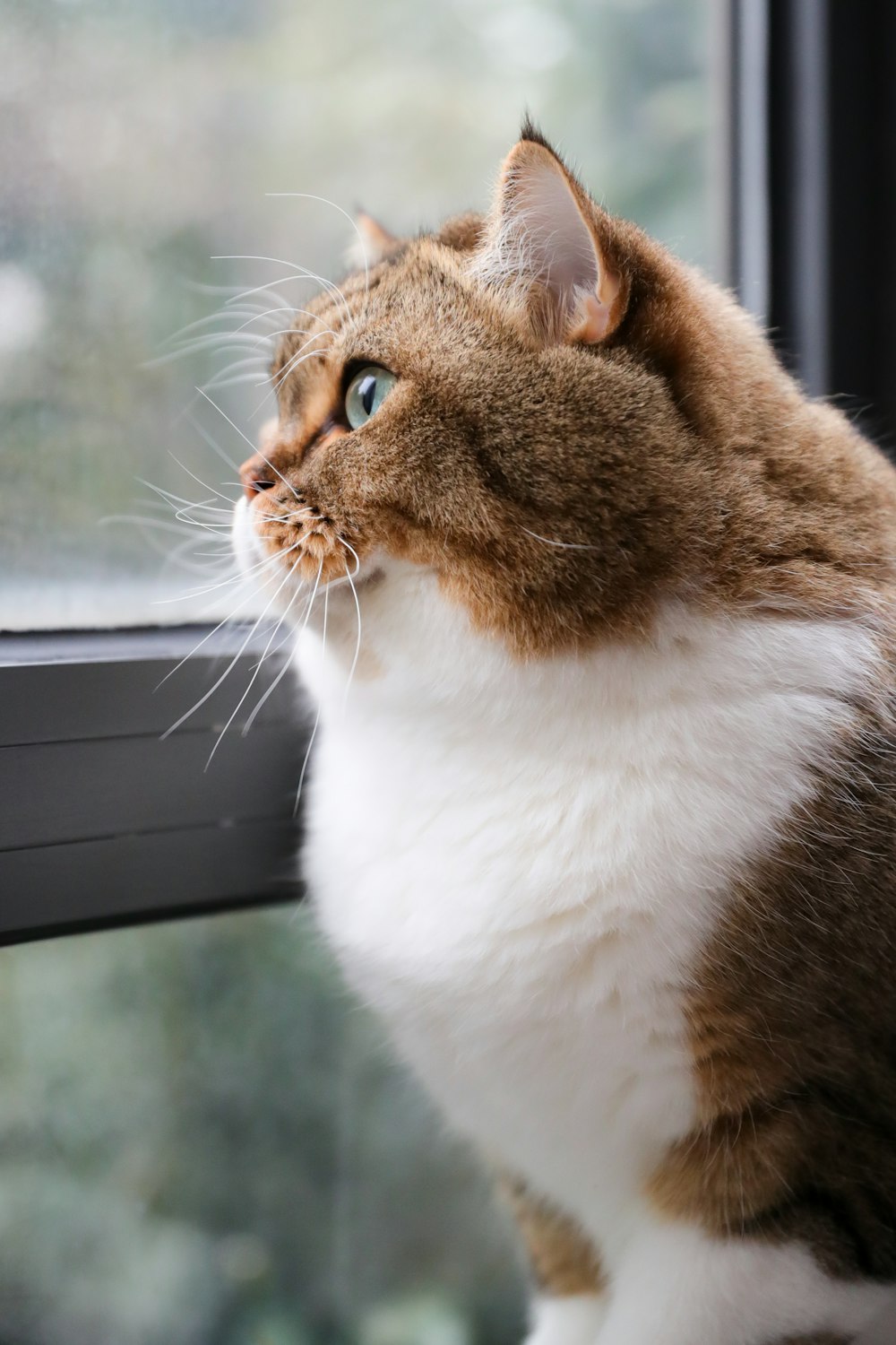brown and white cat looking out the window