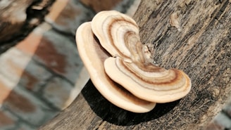 A close-up shot of a brown and beige bracket fungus growing on a piece of textured, weathered wood with a blurred background.