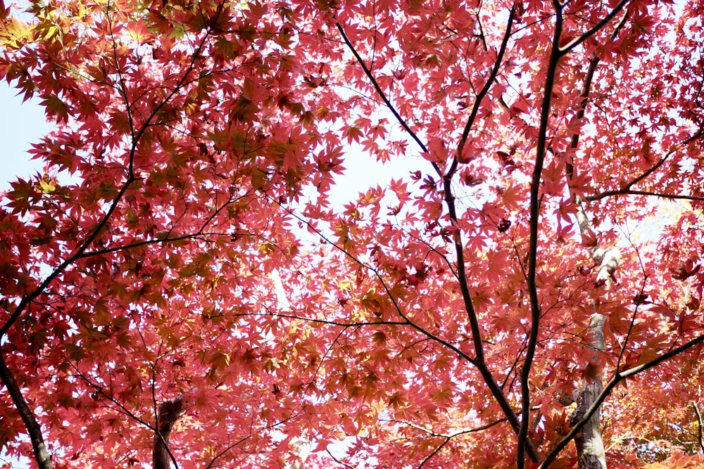 brown and red maple tree