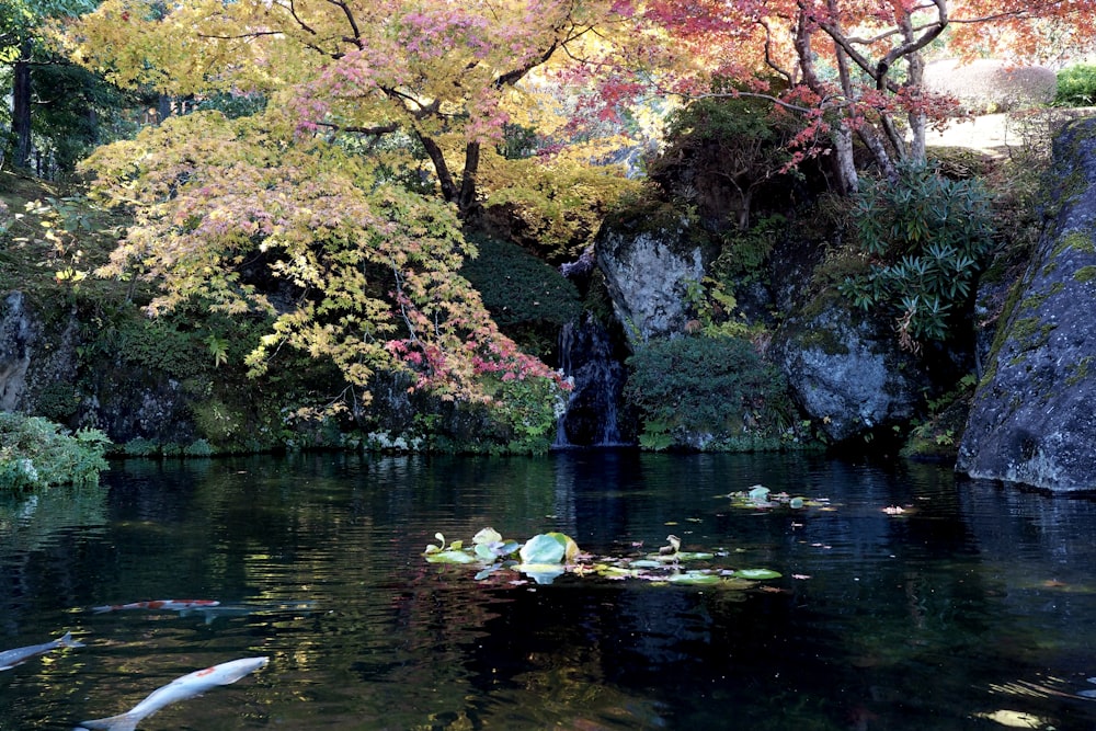 green water lilies on river