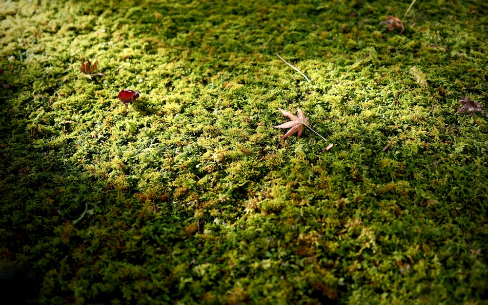 Polilla marrón y blanca sobre hierba verde