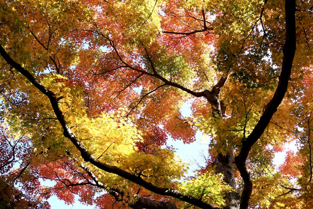 brown and green trees under blue sky during daytime