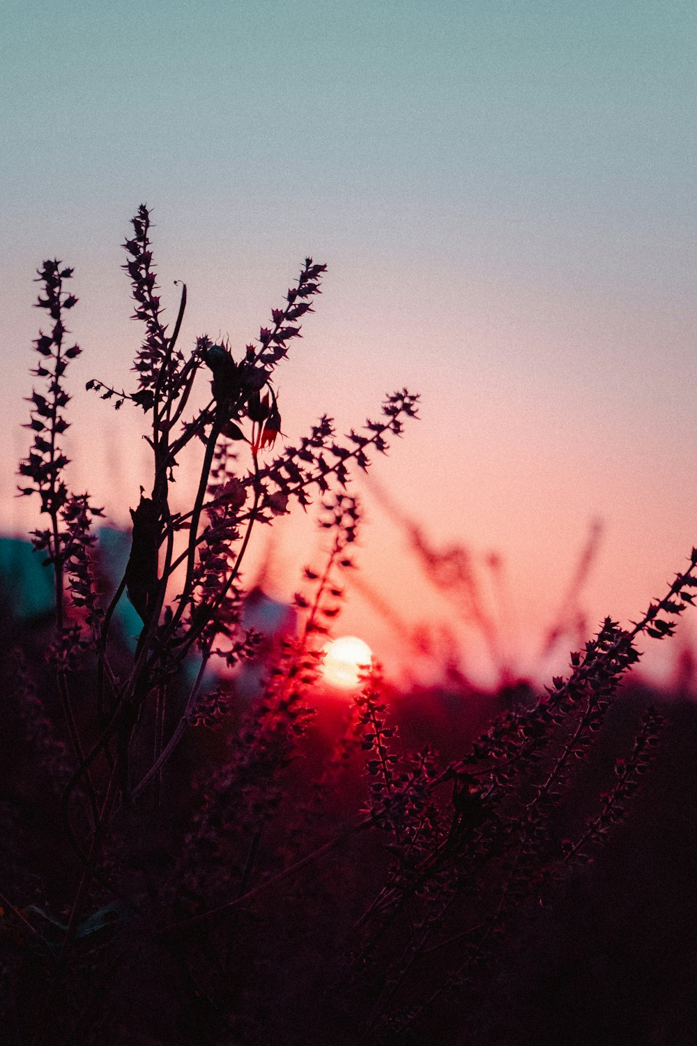 red flowers in tilt shift lens