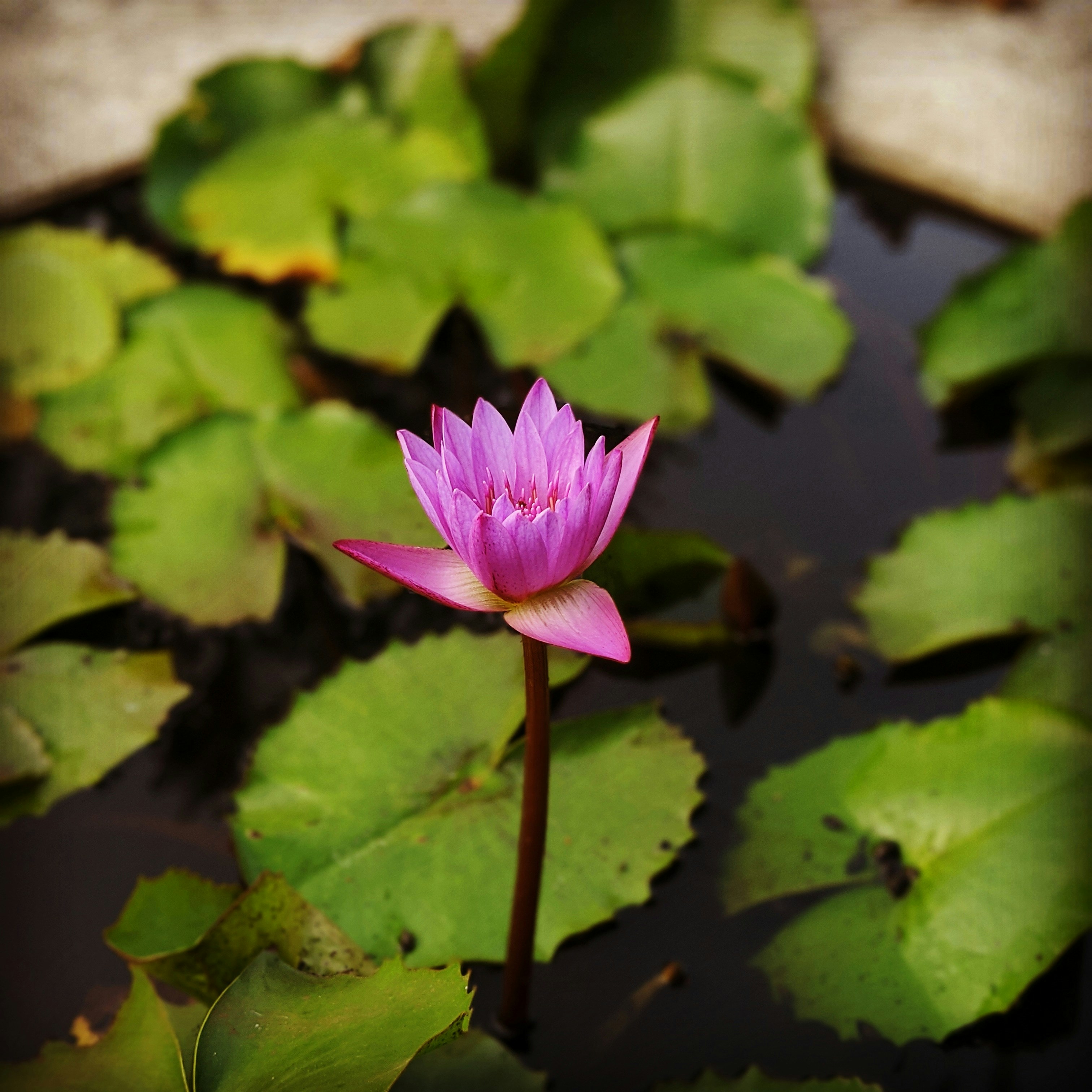 Photo by throughmylens_parag