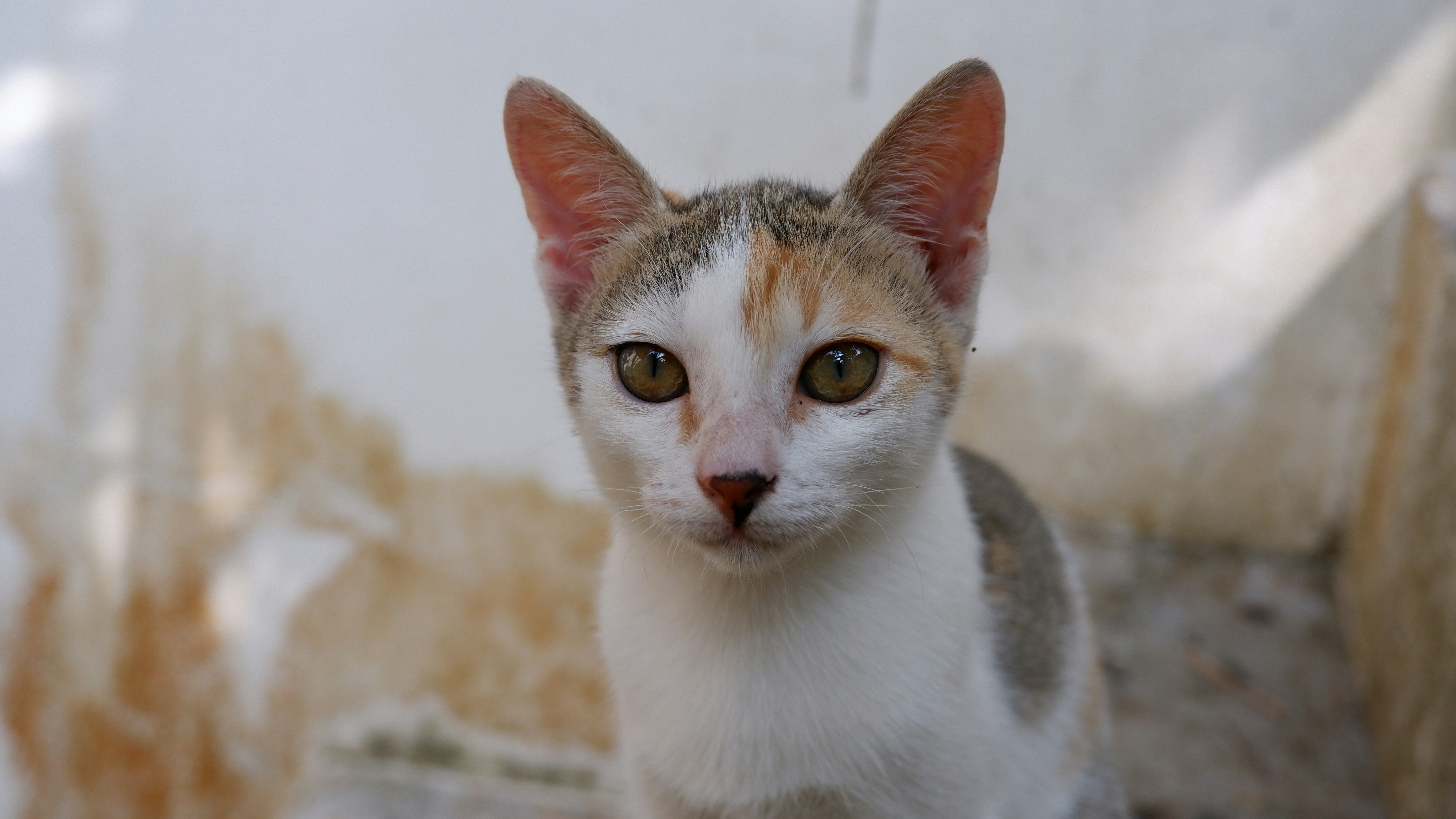 kucing putih dan coklat pada tekstil coklat