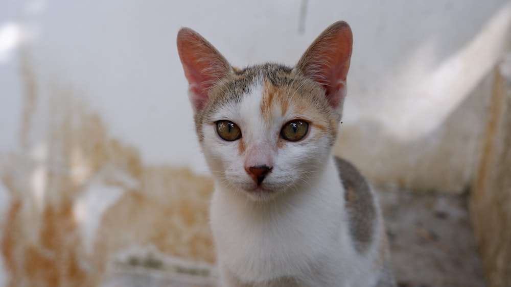 white and brown cat on brown textile