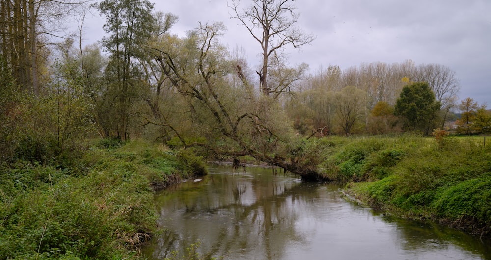 green trees beside river under white sky during daytime