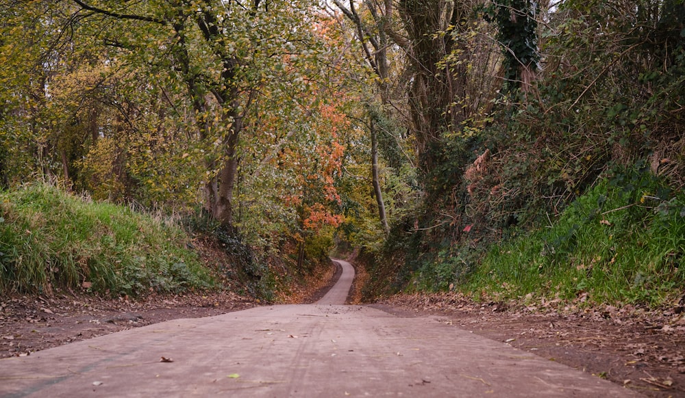 brown pathway between green trees during daytime