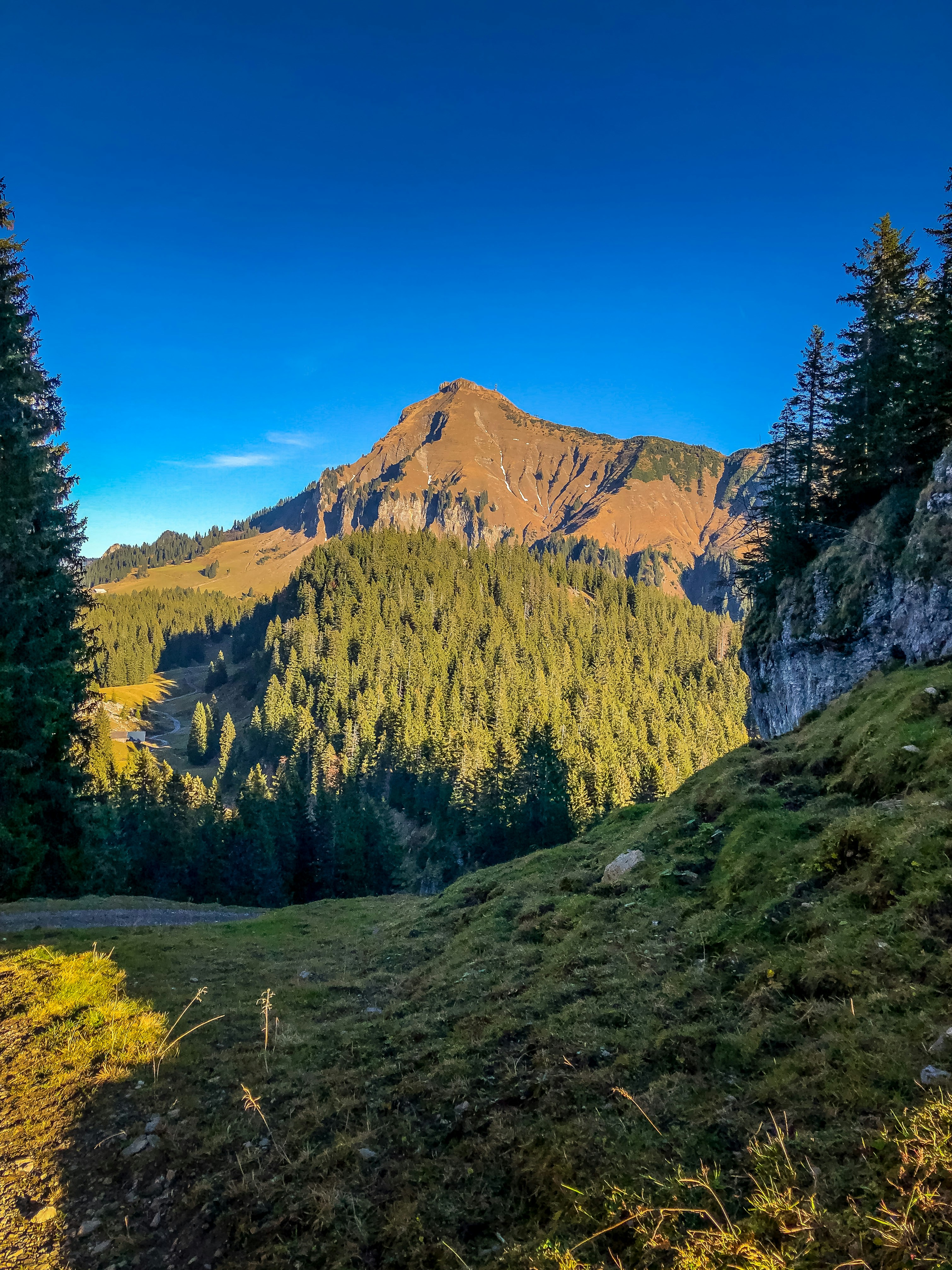green trees near mountain under blue sky during daytime