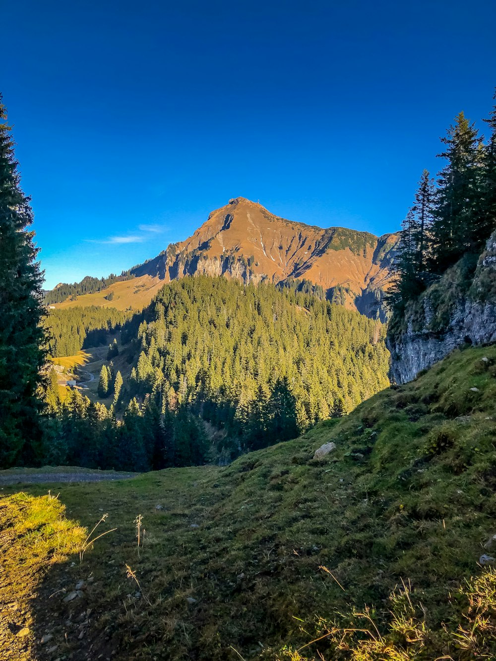 green trees near mountain under blue sky during daytime