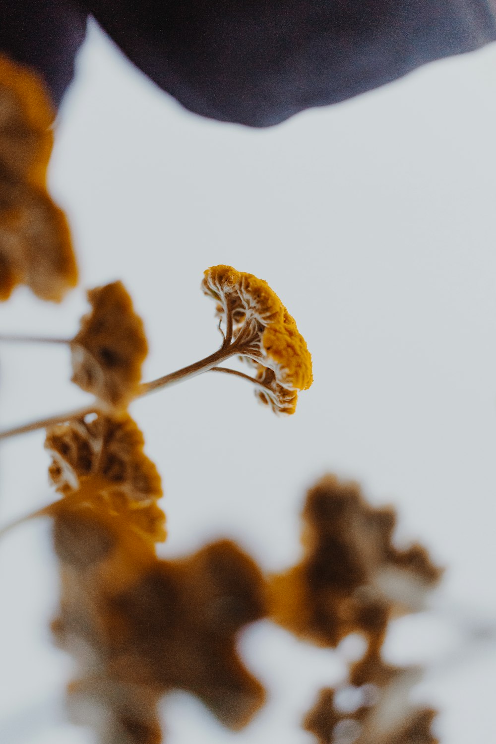 flor seca marrom na fotografia de perto